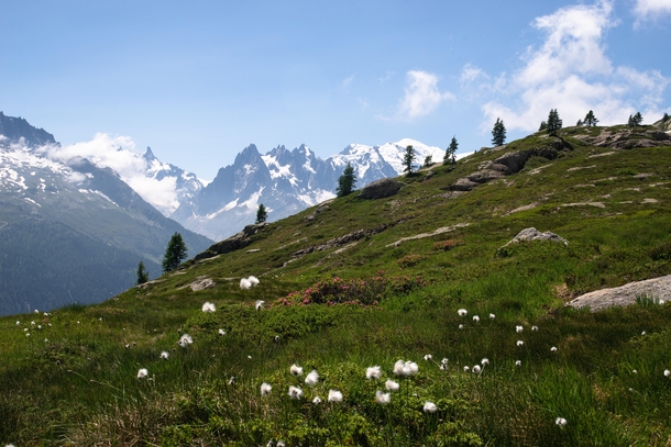 Alpine meadow on the TMB during summer 
