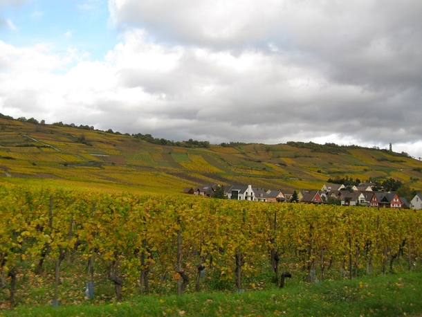 Alsace Vineyards in the autumn sun 
