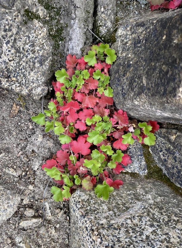 Alumroot Heuchera sp growing in a crack in the rocks on top of Mt Lowe