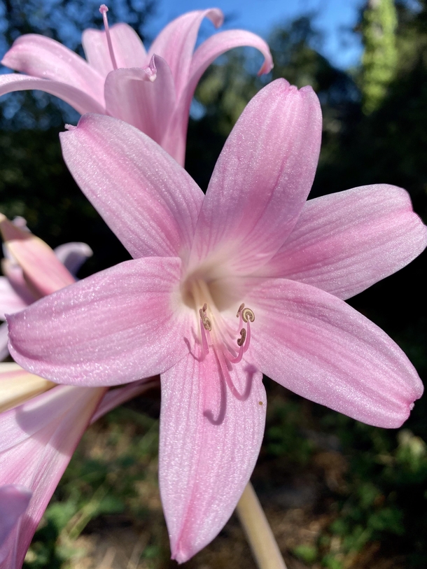 Amaryllis Bella Donna aka Naked Ladies shimmering in the afternoon sun