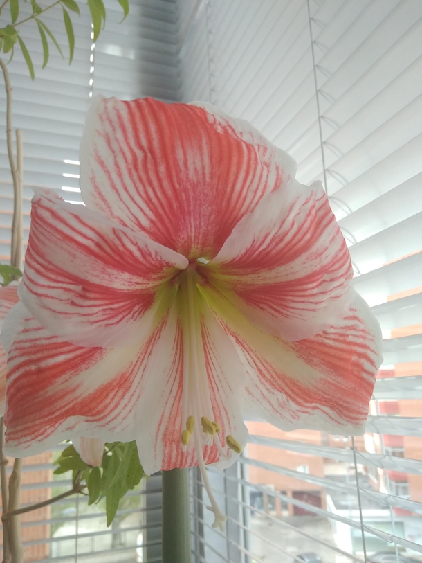 amaryllis sp Photo taken on my balcony It is a plant that blooms every year at the beginning of the summer season in Spain   or  flowers usually come out together