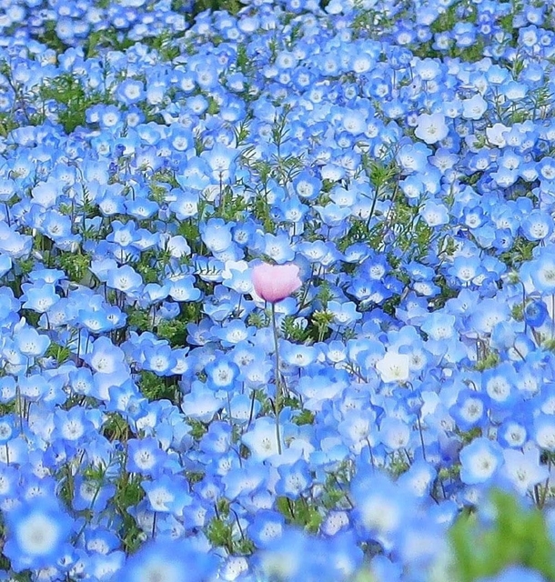 Amazing blue flower