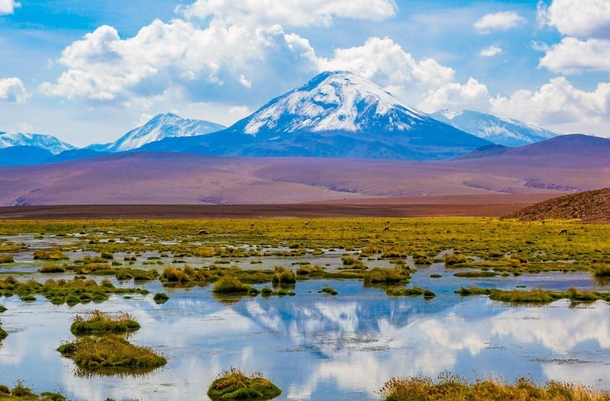 Amazing Diversity Atacama Chile 