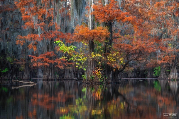Amazing Fall Colors of the Bayou - Texas 