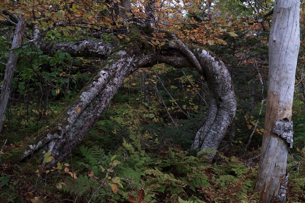Amazing old-growth birch tree loop deep in the Mabou Highlands Cape Breton Island Nova Scotia Canada