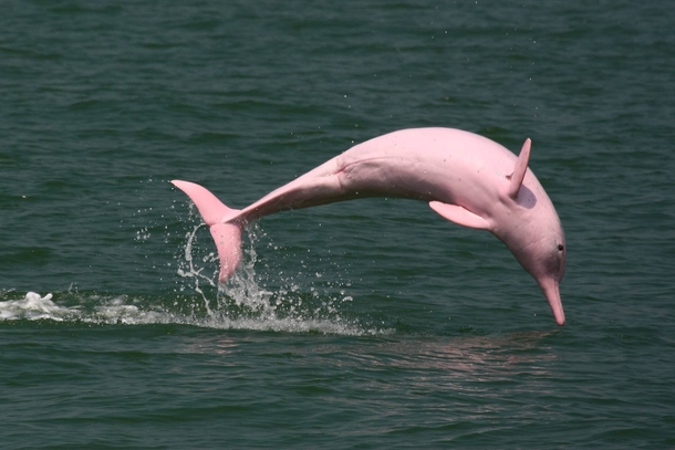Amazon River Dolphin xpost rColorPink 
