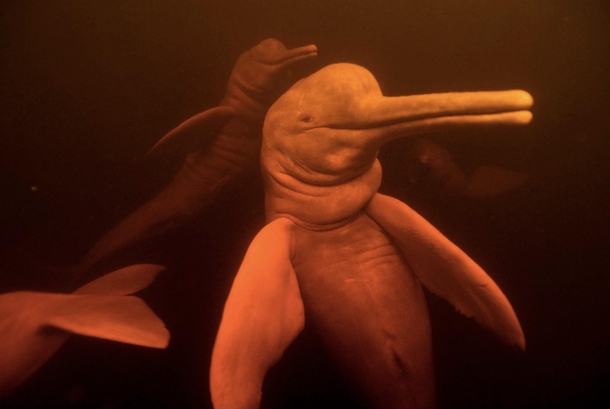 Amazonian River Dolphins