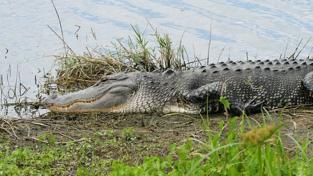 American alligator Alligator mississippiensis basking on the shore 