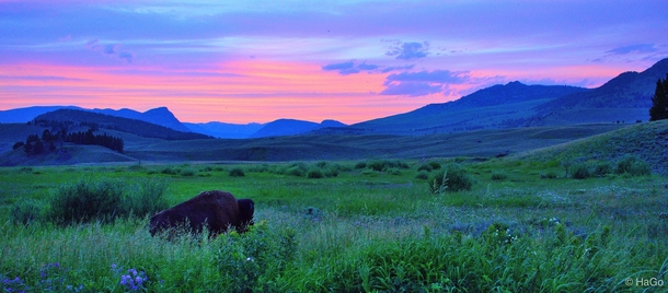 American bison at Lamar Valley 