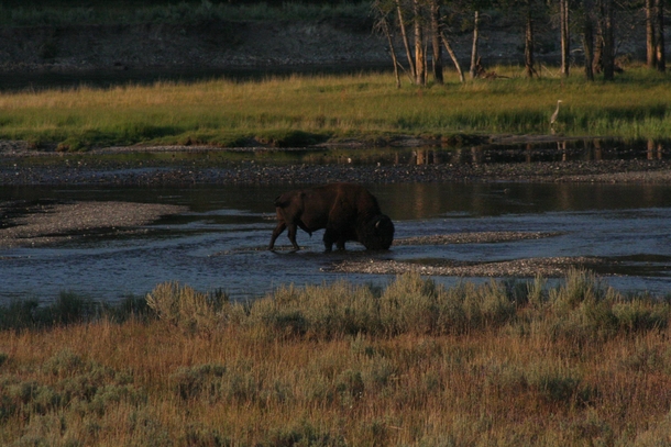 American Bison Bison bison 