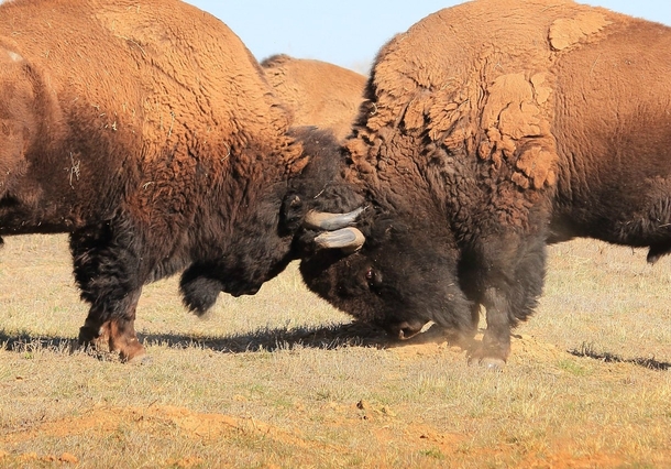 American bison butting heads 