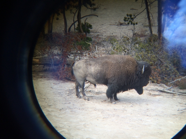 American Bison seen through binoculars in Yellowstone National Park 