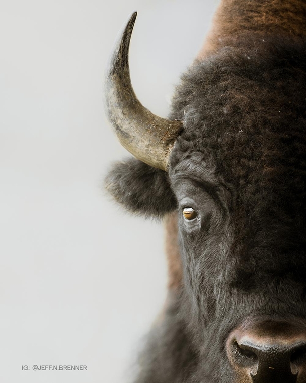 American Bison Stare Down in Yellowstone NP  jeffnbrenner