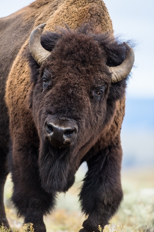 American bisonBos bison bull in Yellowstone Parkx