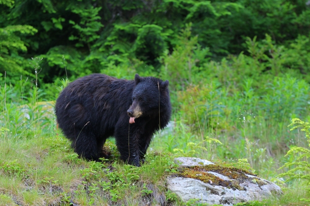 American Black Bear Ursus americanus 