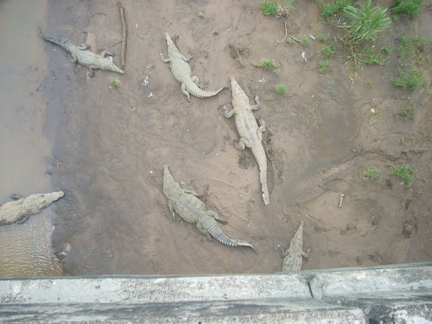 American crocodiles Crocodylus acutus under a highway bridge in Costa Rica 