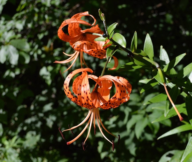 American tiger lily Lilium superbum Cherokee National Forest Tennessee 