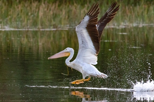 American white pelican taking off at green cay wetlands in Delray BeachFlorida