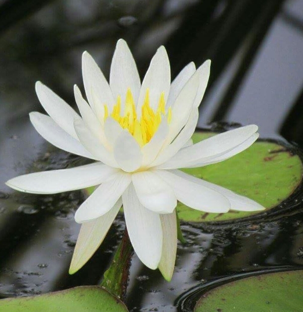 American white waterlily 