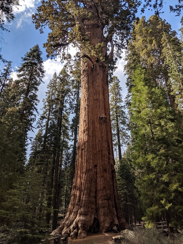 Among giants Sequoia National Park  x  