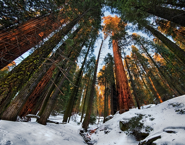 Among the Big Ones Sequoia Trees at Sunset  by John Fowler  x-post rHI_Res