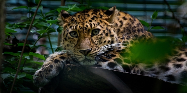 Amur Leopard 