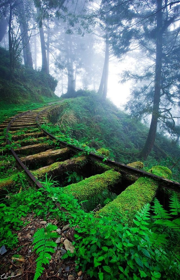 An abandoned railway claimed by mother nature