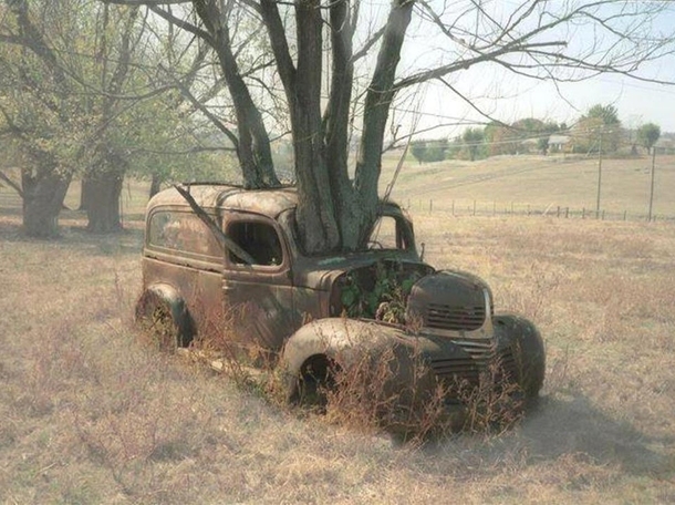 An Abandoned van with trees growing inside it