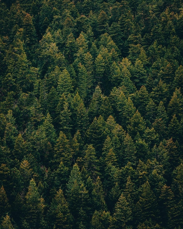 An abundance of trees in Golden Colorado 