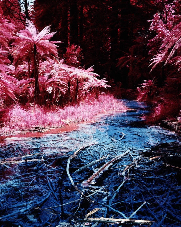 An actual infrared photo - Whakarewarewa Forest Rotorua New Zealand  igalex_marms