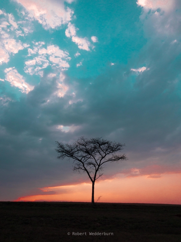 An African Acacia Tree at Sunset 