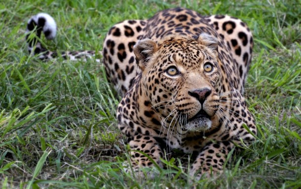 An African Leopard Panthera pardus pardus looks up 