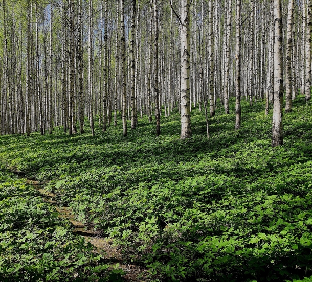 An amazing Birch Forrest in Tohmajrvi Finland 