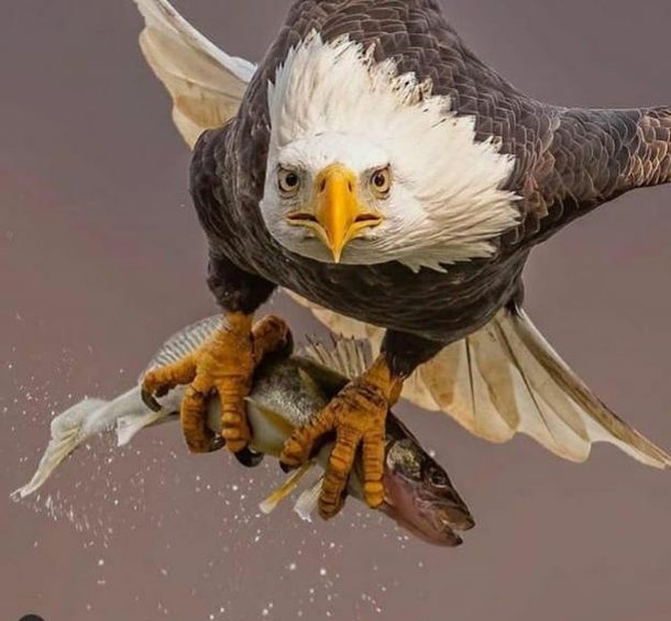 An Amazing Eagle Fish Eater