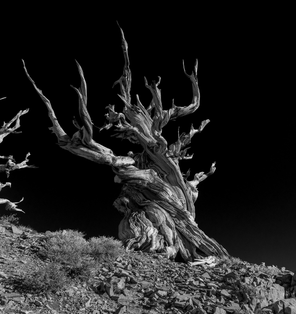 An Ancient Bristlecone Pine Tree This is NOT the Methuselah tree  x