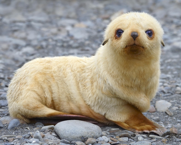An Antarctic Fur Seal pup sits on a beach - South Georgia South Atlantic writes photographer Tony Beck 