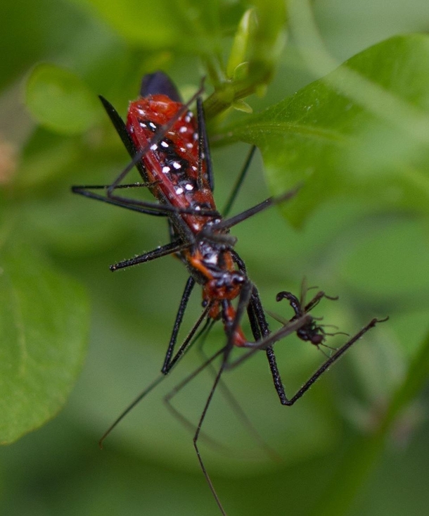 An assasian bug eating a baby mosquite 
