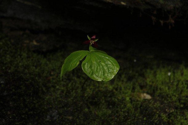 An awesome Little plant I found in the Nantahala National Forest next to a small spring 