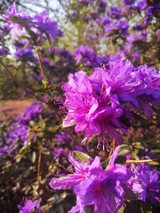 An early flowering Rhododendron in my local arboretum 