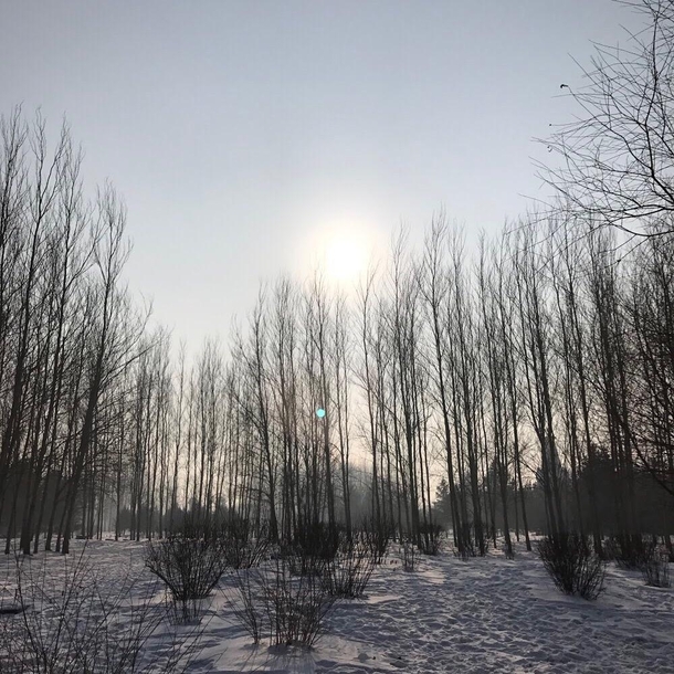 An early morning walk through a forest in Harbin 