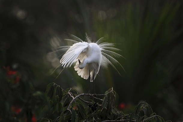 An egret preens itself as it stands on a branch along the River Brahmaputra in Gauhati India