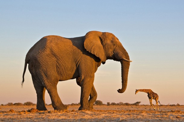 An elephant and a giraffe in Etosha National Park in Namibia 