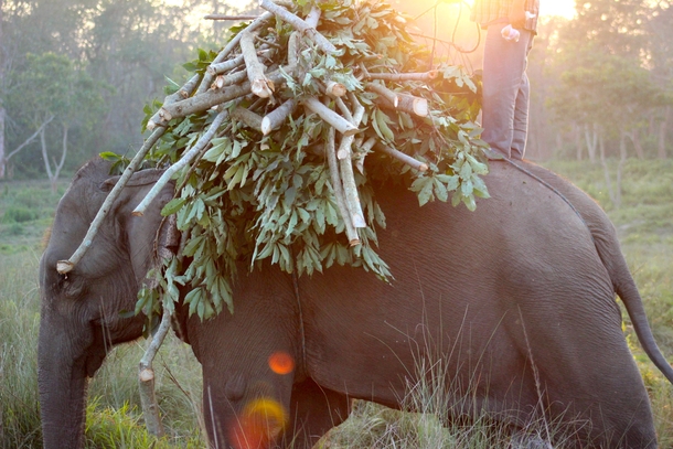 An elephant and his owner at dusk in Nepal  OC