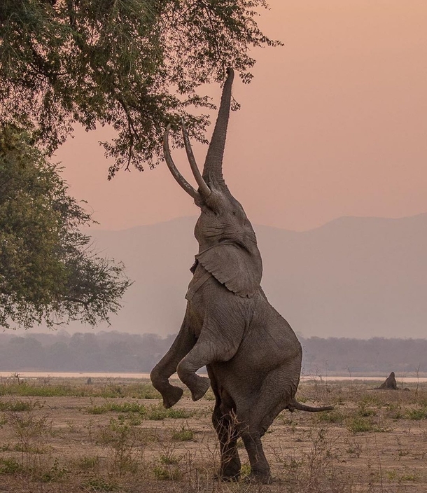 An Elephantastic pose Elephant