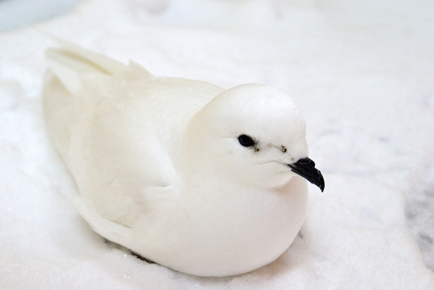 An exhausted Snow Petrel Pagodroma nivea that stopped to rest on a ship I was on 