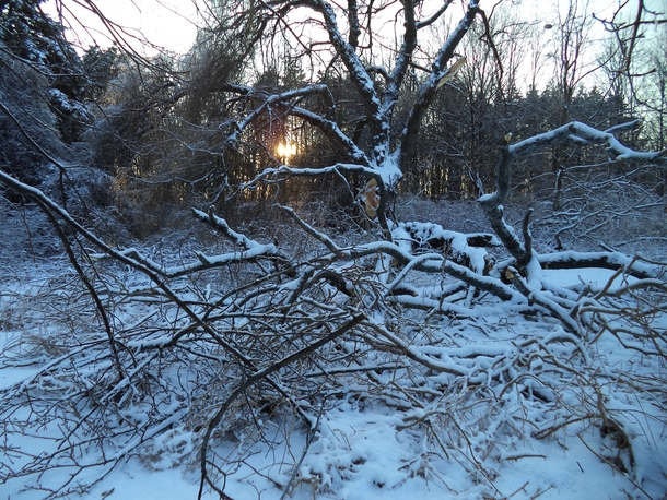An ice storm gave my run a bit of an obstacle 