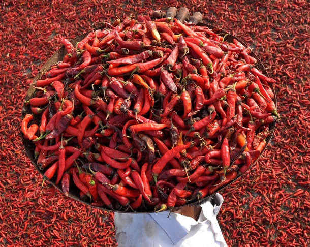 An Indian farmer carries a tray of red chillies to dry on a roof in the village of Sanour on the outskirts of Patiala 