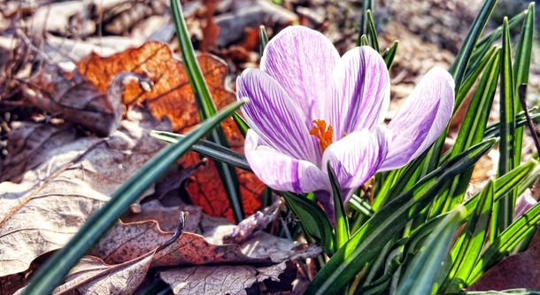 an odd spring so far the Crocus  bloomed after the mini daffodils