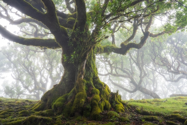 An old mossy tree in the fog on Madeira Island Portugal x