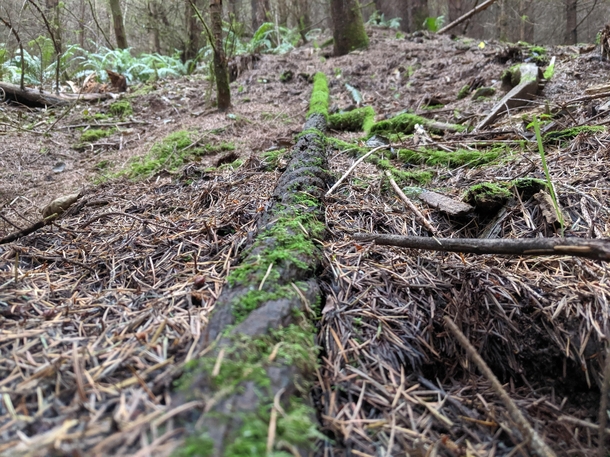 An old thick cable in the woods